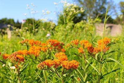 Close-up of orange flowering plants on field