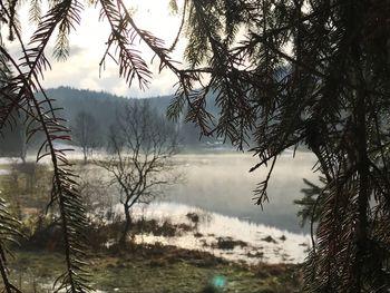 Bare trees on landscape against sky during sunset