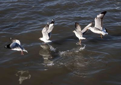 Seagulls flying over lake