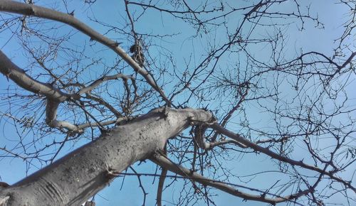 Low angle view of bare trees against sky