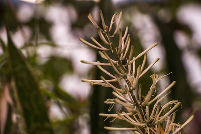 Close-up of fresh plant