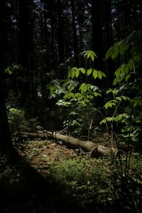 Trees in forest