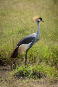 Grey crowned crane perching on land