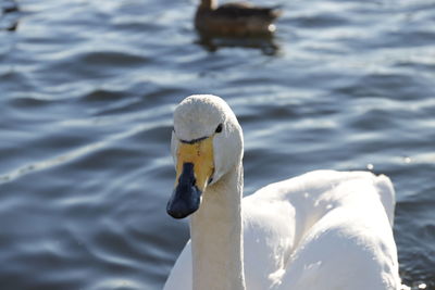 Close-up of swan in lake