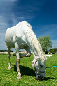 Hemi wild horse