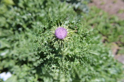 Close-up of thistle blooming outdoors