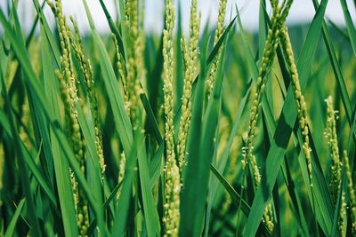 Full frame shot of wheat field