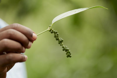 Close-up of hand holding plant