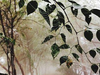 Close-up of spider web on tree during winter