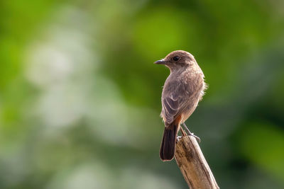 Close-up of bird perching on branch