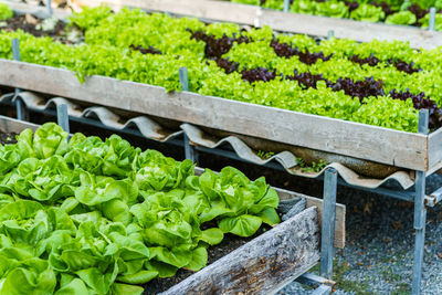 Plants growing in farm