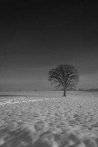 Bare tree on field against sky during winter