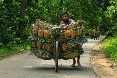 Farmer transporting pineapples by big baskets stacked together by both of the side of bicycle