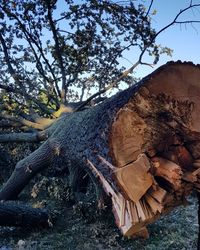 View of tree log on field against sky