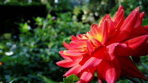Close-up of red flower