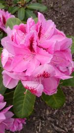 Close-up of pink flowers