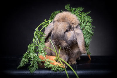 Close-up of rabbit eating carrot against black background