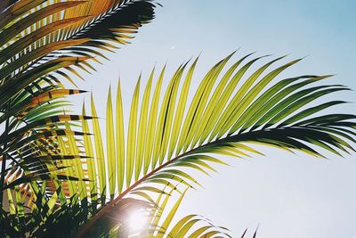 Close-up of palm tree against sky