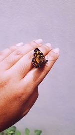 Close-up of butterfly on hand