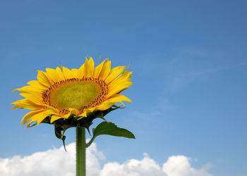 Low angle view of sunflower against sky