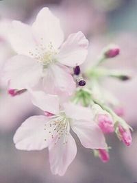 Close-up of pink flower