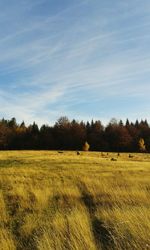 Scenic view of field against sky