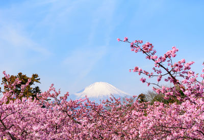 Pink cherry blossoms against sky