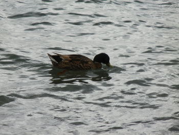 High angle view of duck swimming in lake