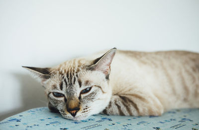 Close-up portrait of a cat resting