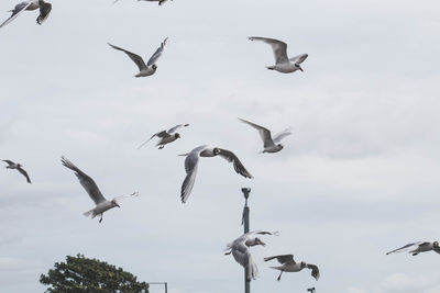 Low angle view of seagulls flying