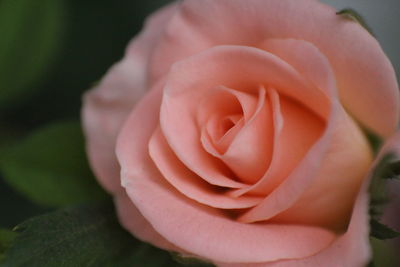 Close-up of rose