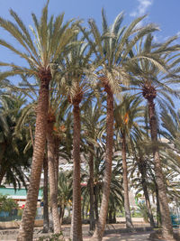 Palm trees against sky