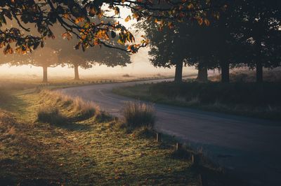 Road by trees on field during autumn