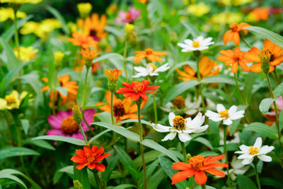 Close-up of orange flowers on plant