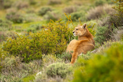 Close-up of cheetah on field