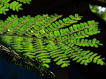 Close-up of fern leaves