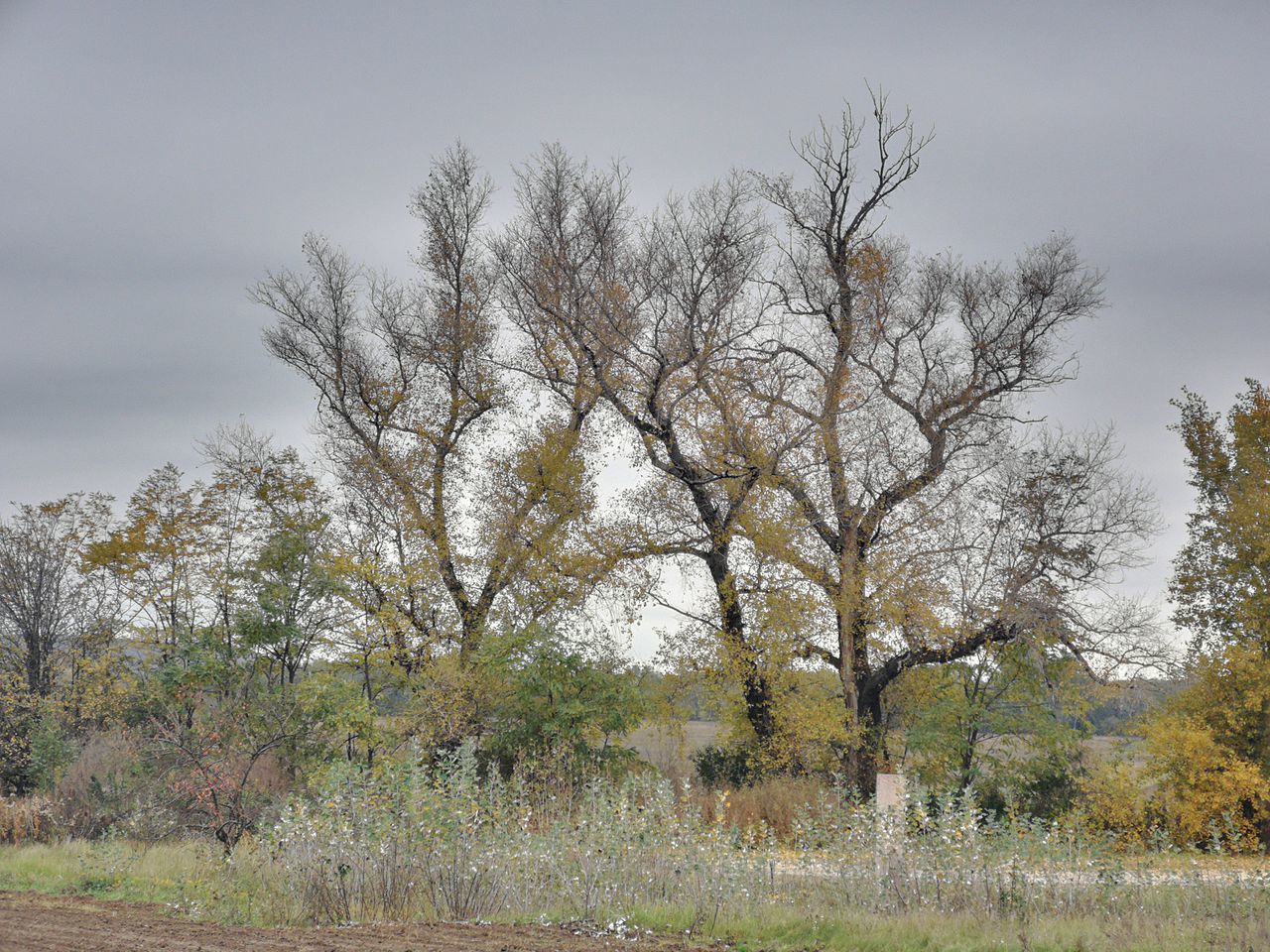 VIEW OF TREES ON FIELD AGAINST SKY