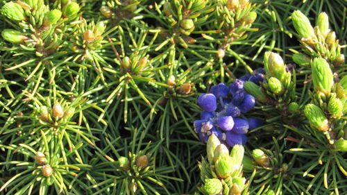 Close-up of purple flowering plants