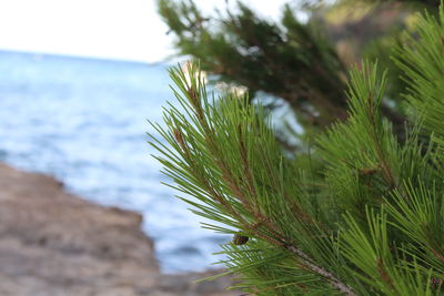 Close-up of fresh green plant against sky