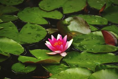 Close-up of lotus water lily in lake