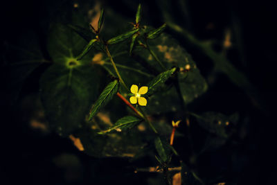 Close-up of flower growing on plant at night
