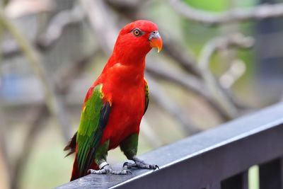 Close-up of parrot perching on railing