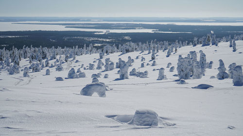 View of trees on snow covered landscape