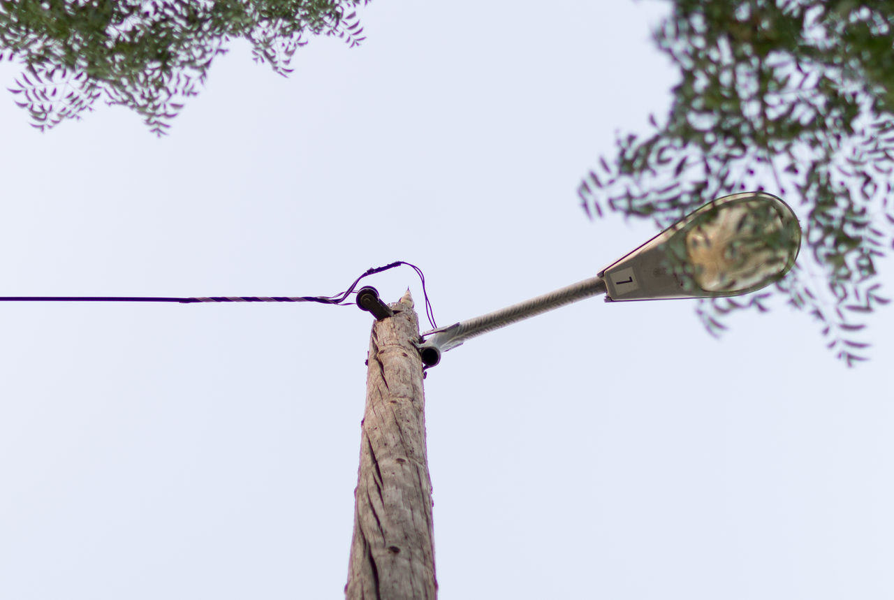 Blue jay on pole