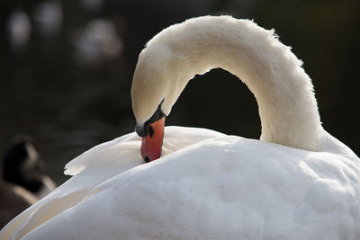 Close-up of swan