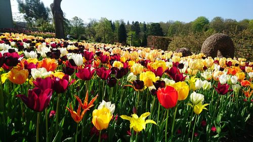 Close-up of multi colored tulips in park