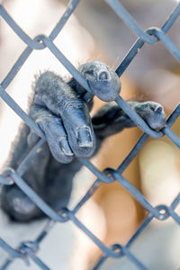 Close-up of chimpanzee hand on chainlink fence