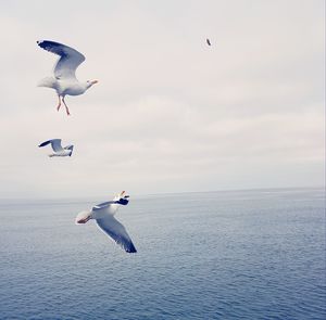 Seagulls flying over sea