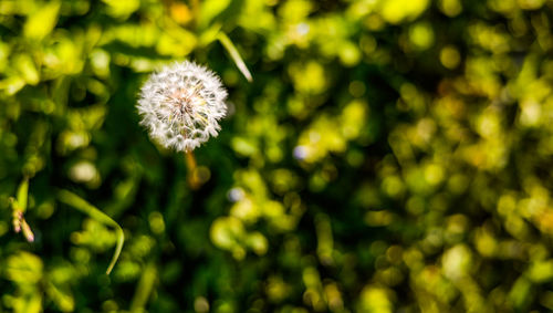 Close-up of dandelion flower