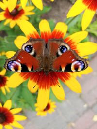 Close-up of butterfly pollinating on yellow flower